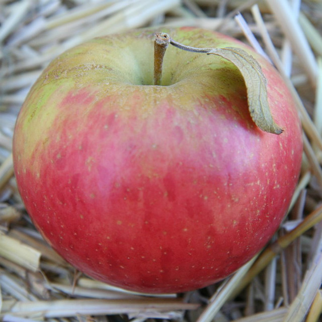 High Quality GMP standard Apple Powder Polypenol Apple Extract