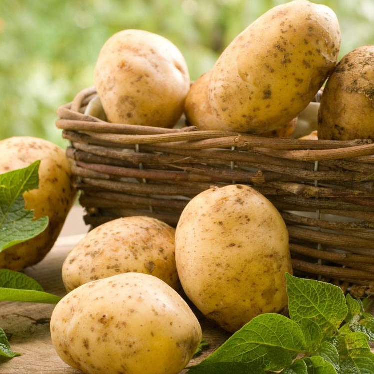 High Quality Fresh Potatoes Fresh Potato Importers In China