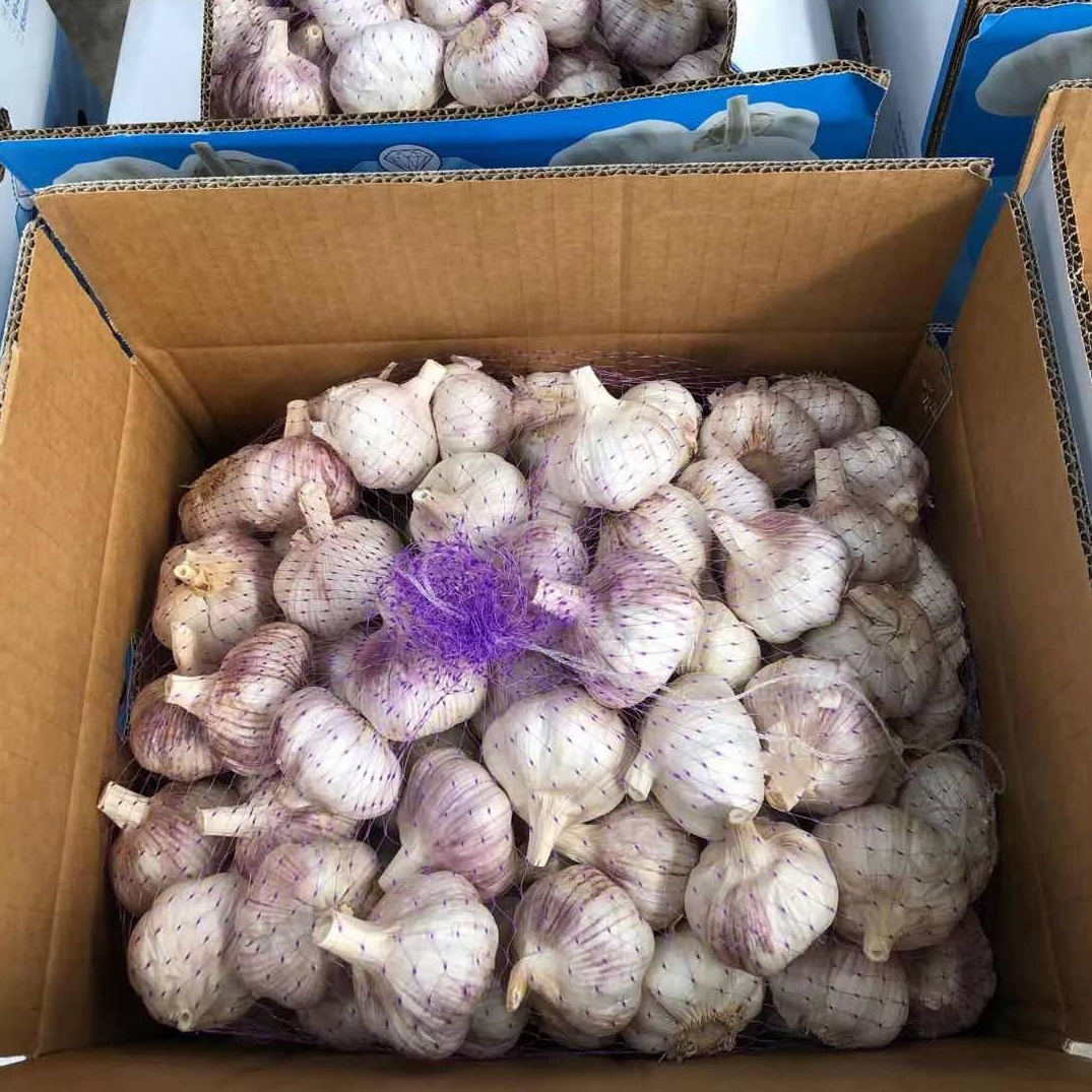 2022 New Crop Ajo Alho China Fresh Garlic Price For 1 Ton To Brazil Market