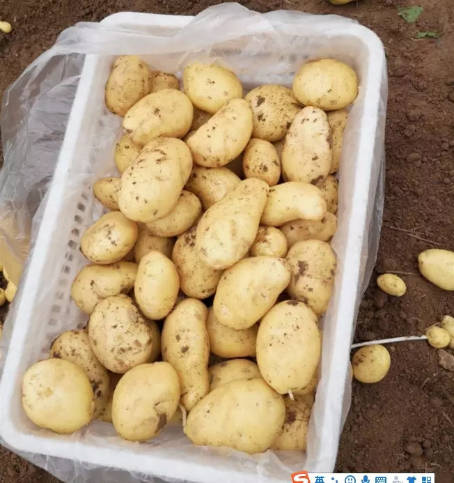 High Quality Fresh Potatoes Fresh Potato Importers In China