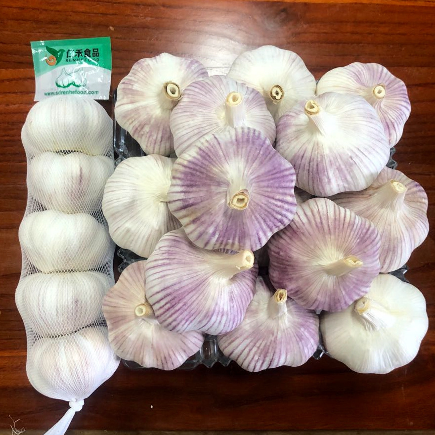 China Garlic Factory Supply Super White Garlic 50mm 55mm Ajo Ail