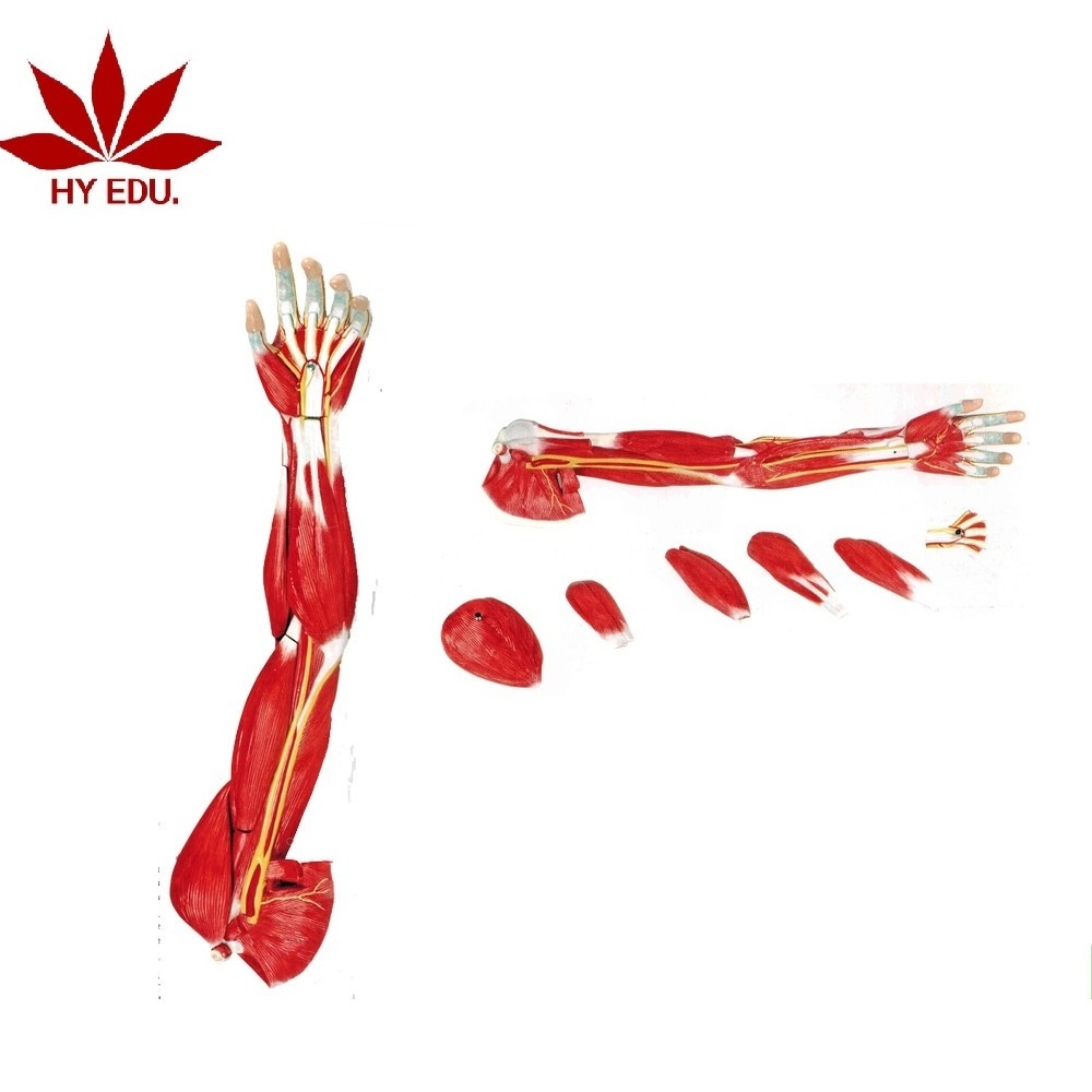 High quality 3D Medical human arm muscle anatomy model