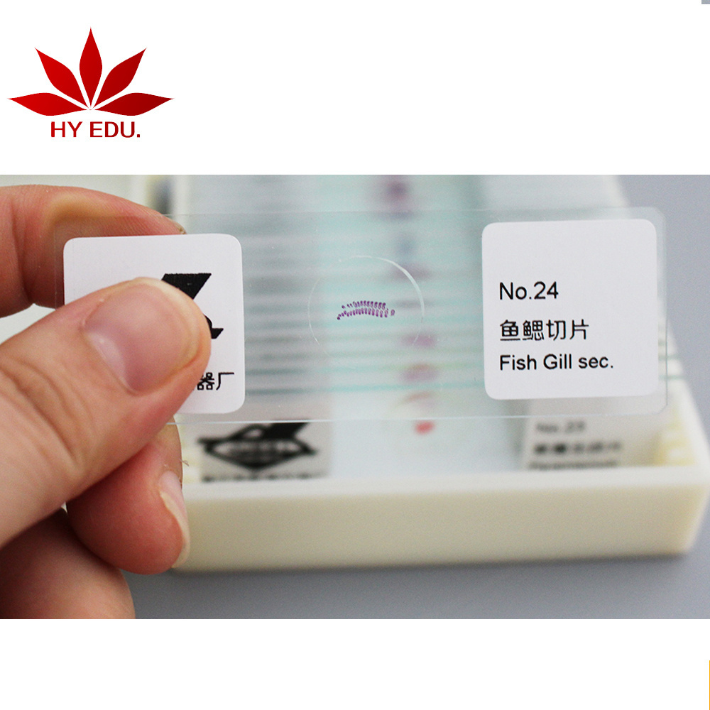 Fixed items Hot selling student learning 25pieces laboratory apparatus zoology microscope slide prepared,laboratory equipment