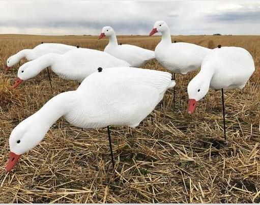 Dongguan Xingyuan New Design snow goose decoys for hunter hunting , EVA foam snow goose decoys