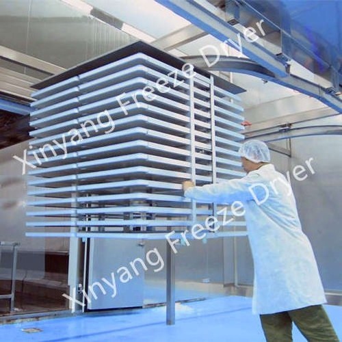 1500KG Hot Selling Freeze Drying Equipment Prices and Vacuum Food Freeze dryer shrimp iqf quick freezer machine