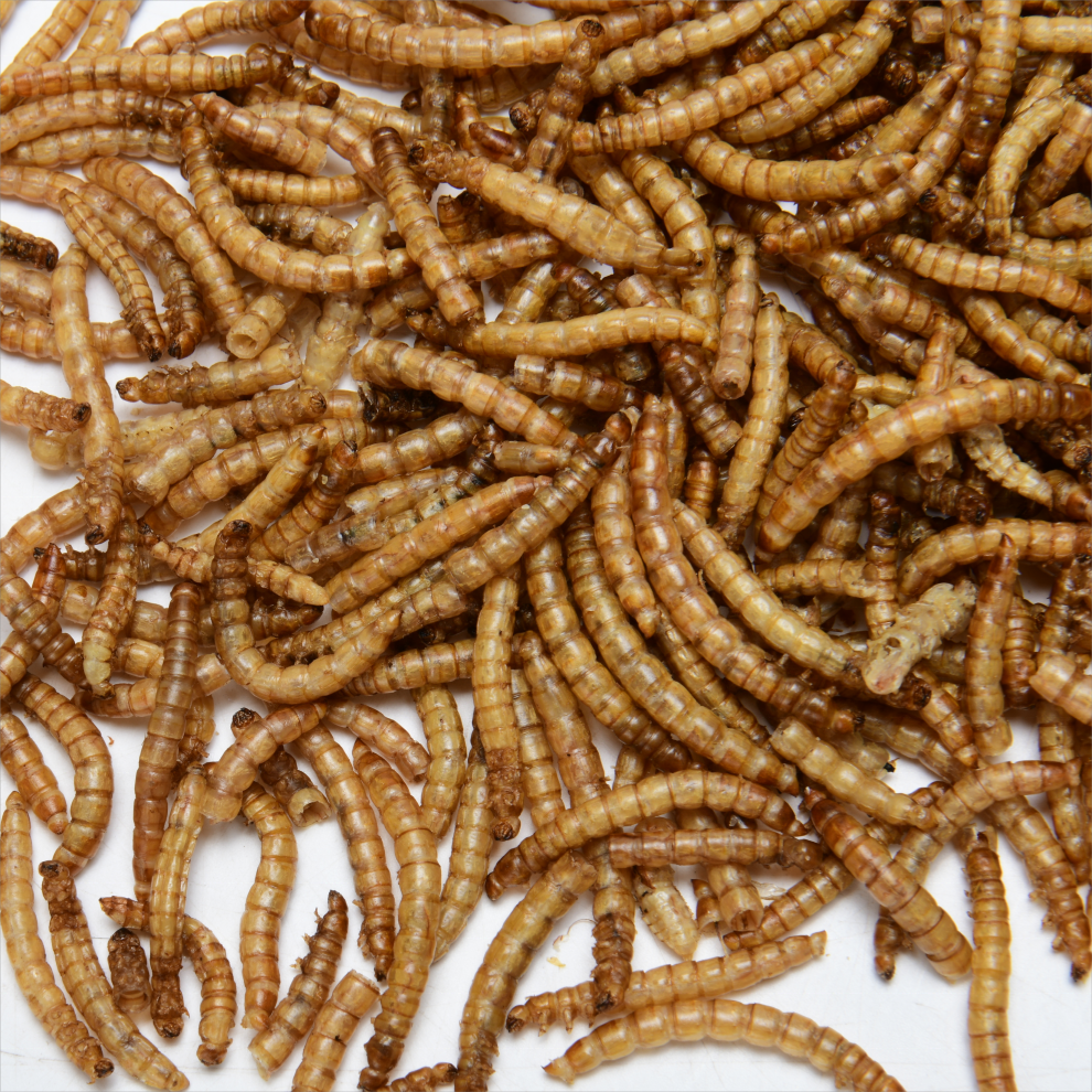 Yee Fish Food Dried Mealworms 100%Pure Natural Bulk Wholesale Nirds Fish Small Pet Food