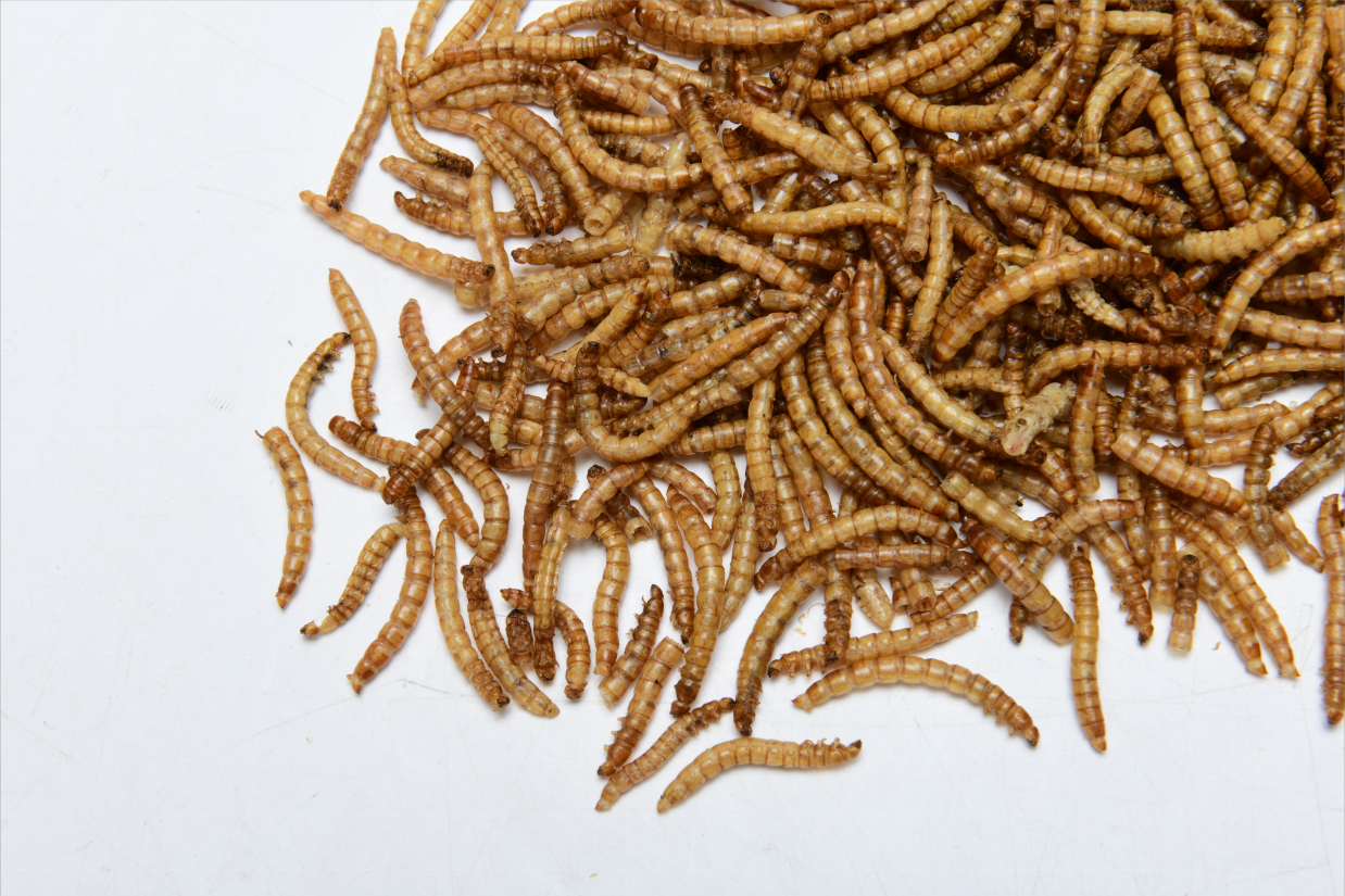 High Protein Dried Mealworm Fish Feed Pellets Koi Carp Aquarium Fish Food