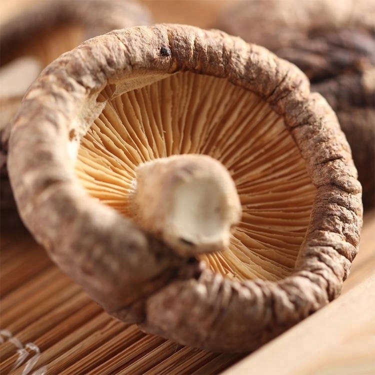 China bulk dried shiitake mushroom black shiitake mushroom