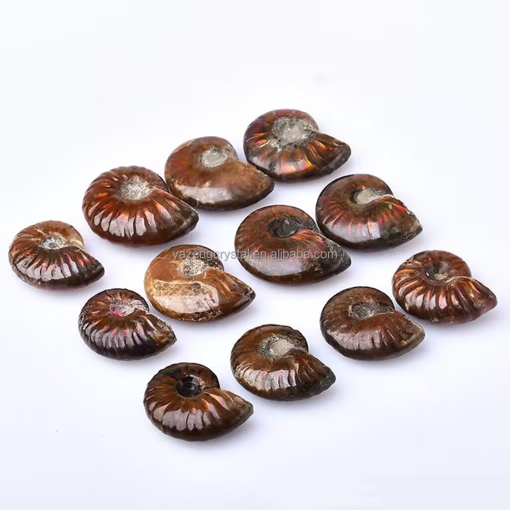 Factory Wholesale Natural Gem Stone Fossilized Conch Nautilus Fossil Ammonite for Home Decoration