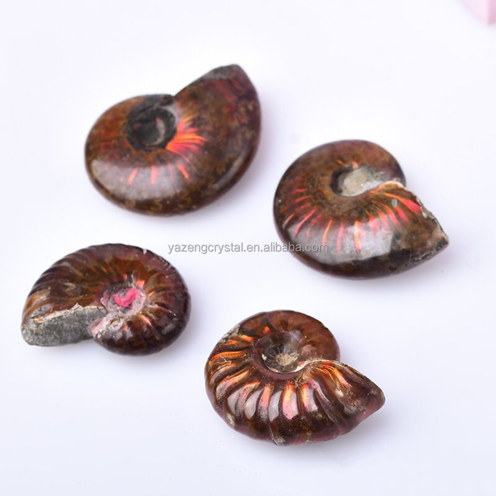 Factory Wholesale Natural Gem Stone Fossilized Conch Nautilus Fossil Ammonite for Home Decoration