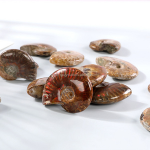 Factory Wholesale Natural Gem Stone Fossilized Conch Nautilus Fossil Ammonite for Home Decoration