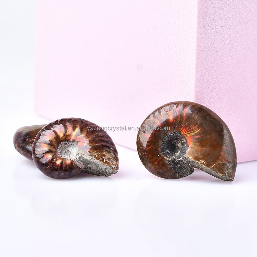 Factory Wholesale Natural Gem Stone Fossilized Conch Nautilus Fossil Ammonite for Home Decoration