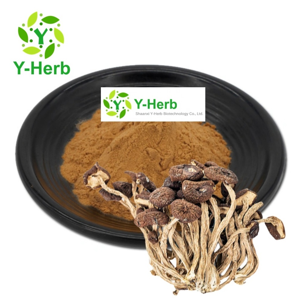 Tea Tree Mushroom Extract Powder Polysaccharides 10% 20% 30% 40% 50% Tea Tree Mushroom/Tea Mushroom Extract