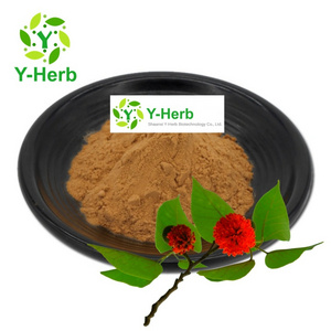 Bulk Dried Paper Mulberry Fruit/Seed Extract Powder 10:1 Paper Mulberry/Fructus Broussonetiae Extract