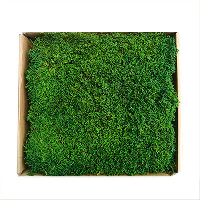 D051 Natural preserved moss wall panel indoor decorative Stabilized Preserved Pole Moss for home office decoration