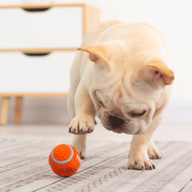 Hot Sale Latex Dog Chew Squeaky Toy Ball Football Tennis Ball Interactive Training Dog Balls for Aggressive Chewers