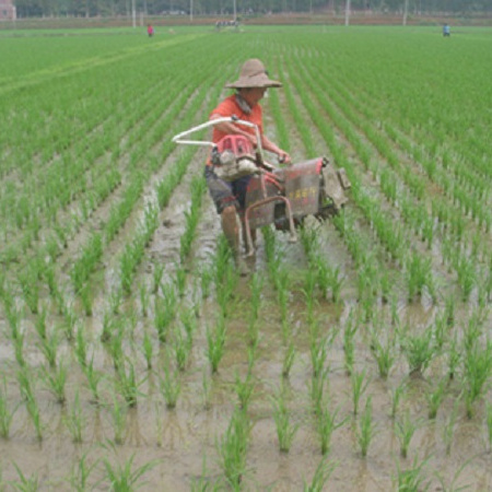 Gasoline engine double rows paddy rice weeder