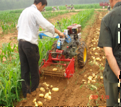 Efficient 4U-3 Agricultural Automatic Loading Harvester Potato Sweet Potato Digger Harvester