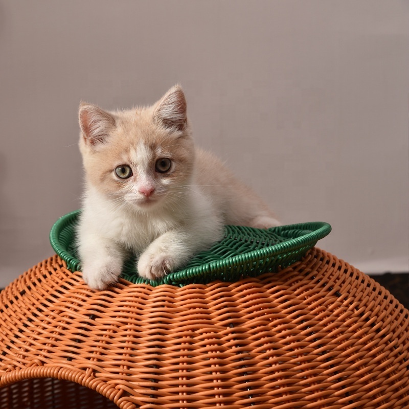 Easy to Clean Kitty Ball Bed Cave Claw-Proof Faux Rattan dog Furniture Washable & Replaceable Cushion handmade Pet cage bed