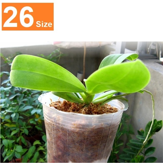 nursery pot 1 2 3 4 5 inch orchid sunflowers propagation cherry