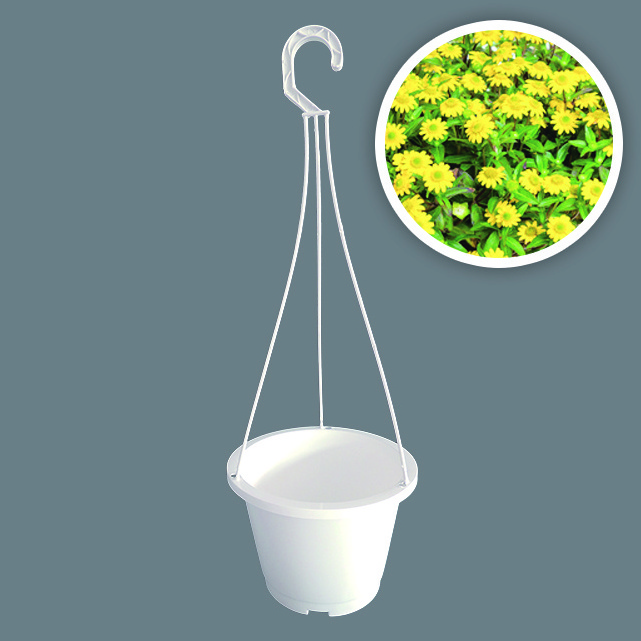 Aiermei L-043 small growing garden succulents DIY white plastic hanging pot with hook