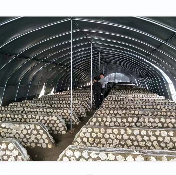 High Quality Hot Sale Smart Farming Mushroom Blackout Agriculture Greenhouse Used for Sale