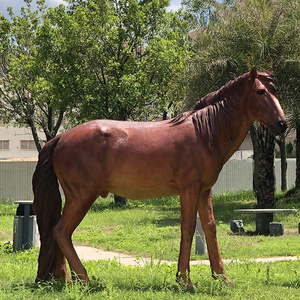 Decoration Different Shapes Horse Life Size Animatronic Horse For Animal Park Zoo