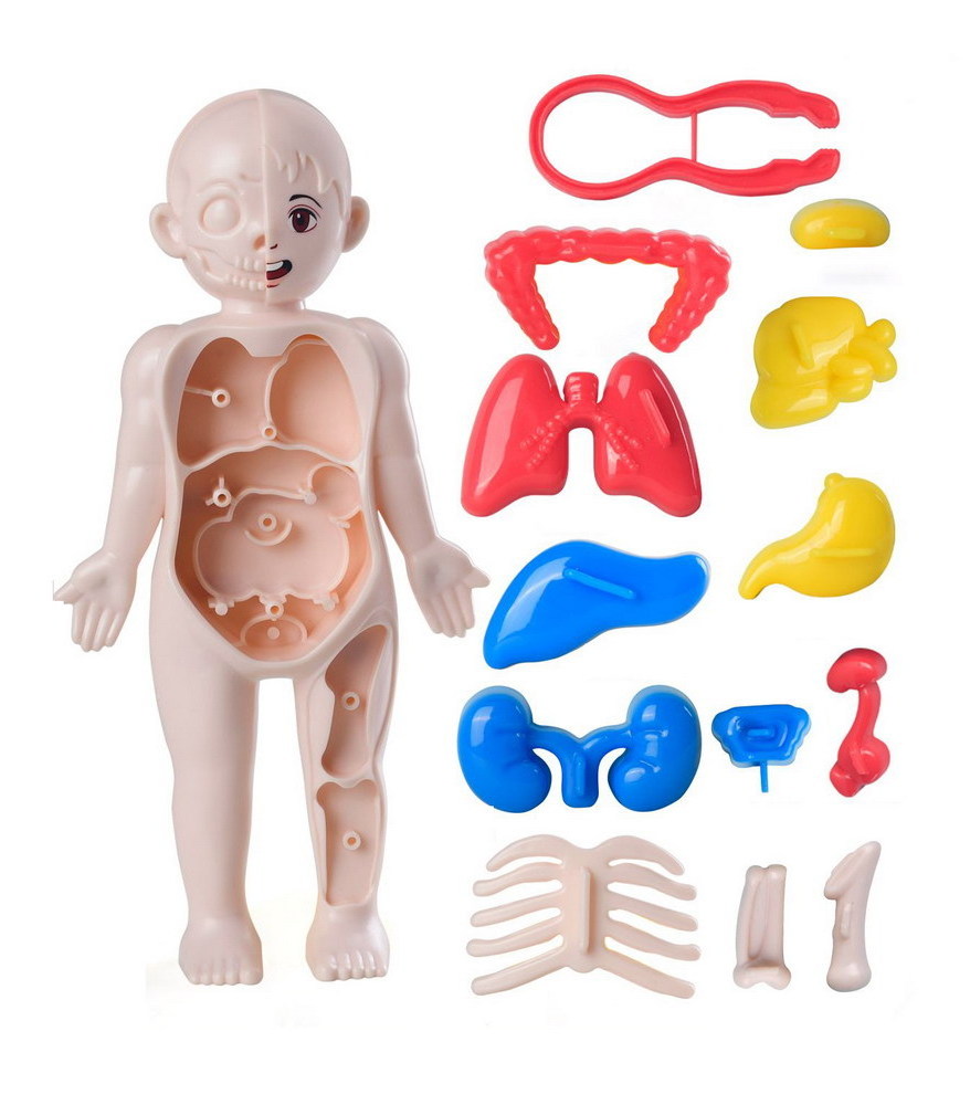 STEM DIY Kid Science Experimental Lab Kit Set Dissecting Removable Parts Skeleton Organ Torso 3D Model Human Body Anatomy Toy