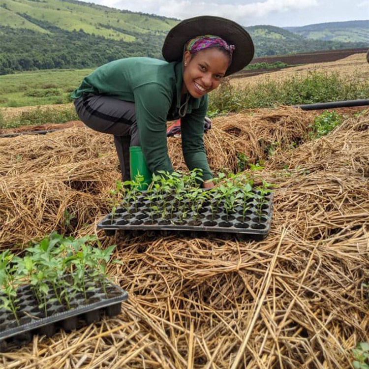 Bandejas semillero 128 planting seedling tray 200 cell vegetable 288 holes tomato grow seed tray