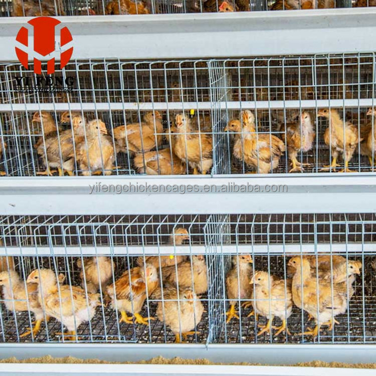 Good quality low price chicken broiler cage for meat chicken farm