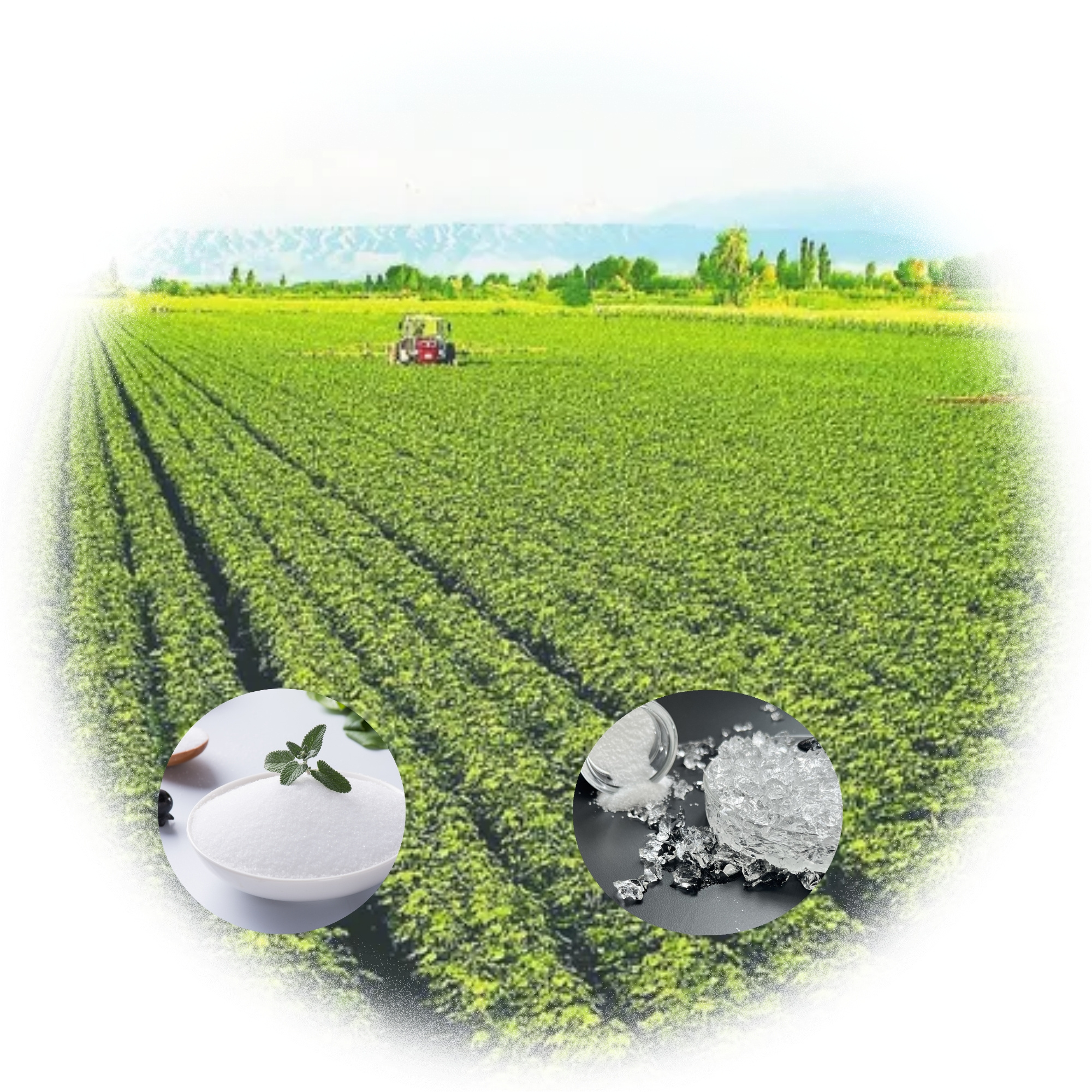 Water Saving Potassium Polyacrylate Hydrogel for Agriculture