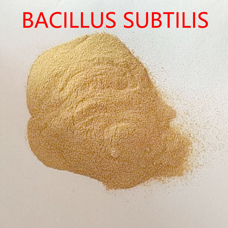 Factory Wholesale Supply of Powdery Bacillus Subtilis Fish Feed Probiotics Chinese China Fish Food Brown Fish Meal Catfish Feed