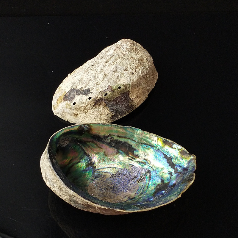 Wholesale polished and unpolished New Zealand abalone shell  11-15 cm for burning sage