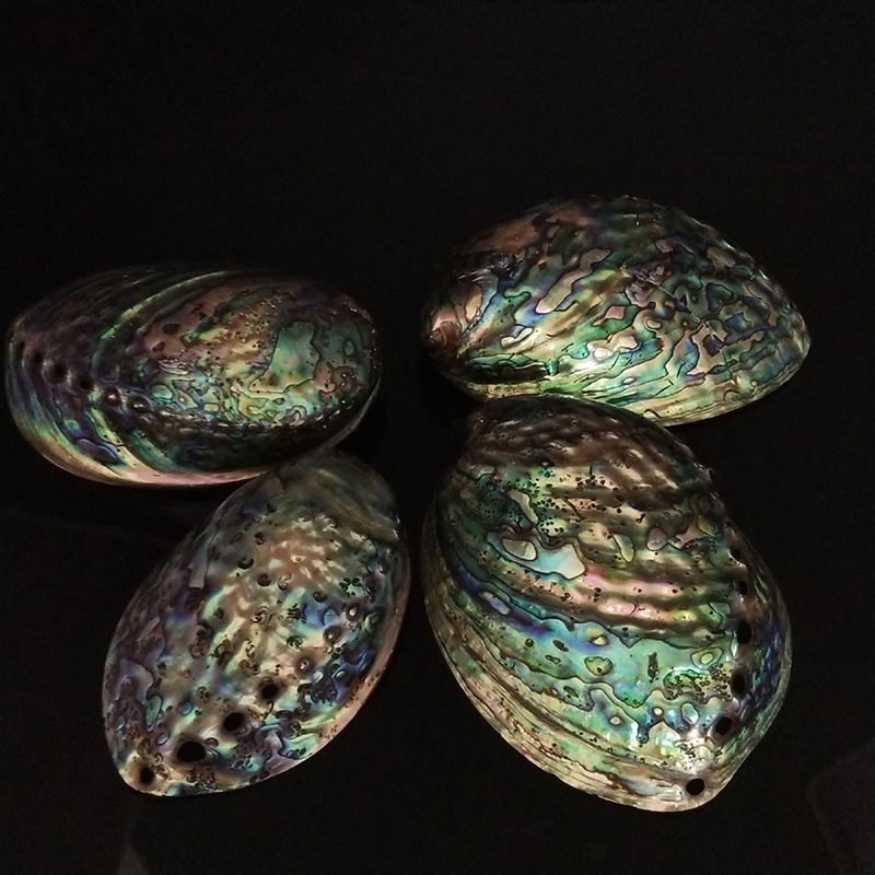 Wholesale polished and unpolished New Zealand abalone shell  11-15 cm for burning sage