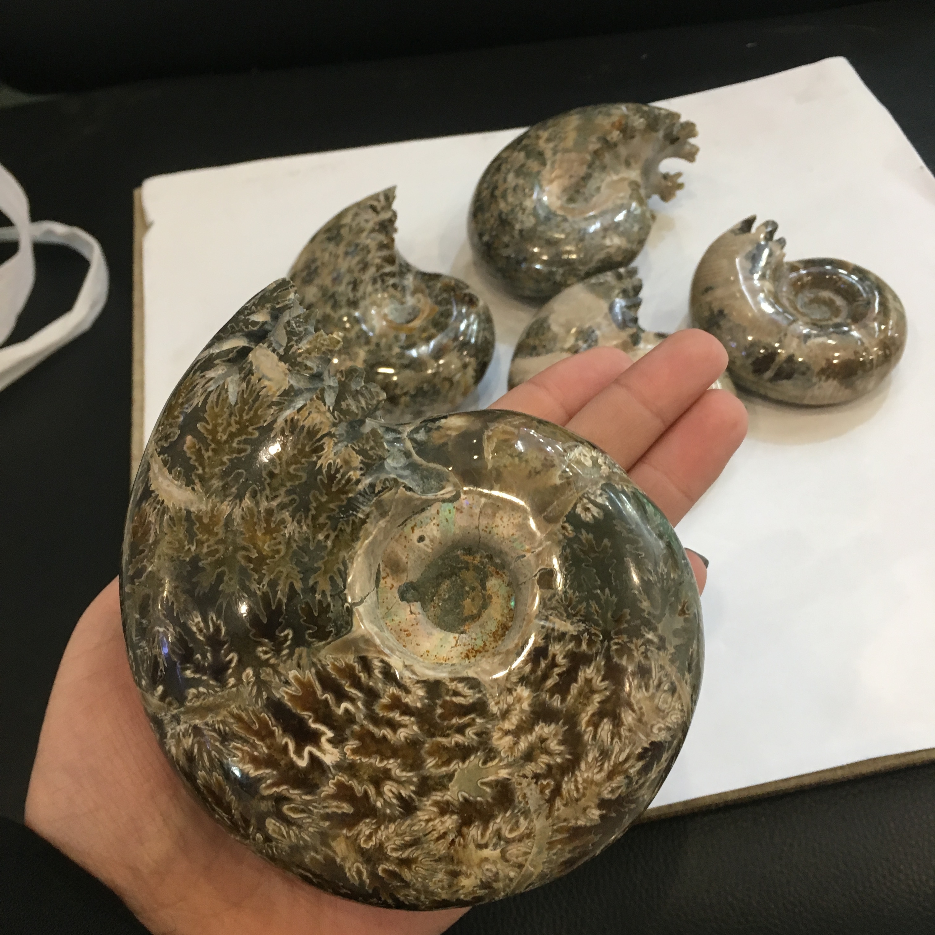 Natural Polished  Ammonite Chrysanthemum snail fossils for home decoration