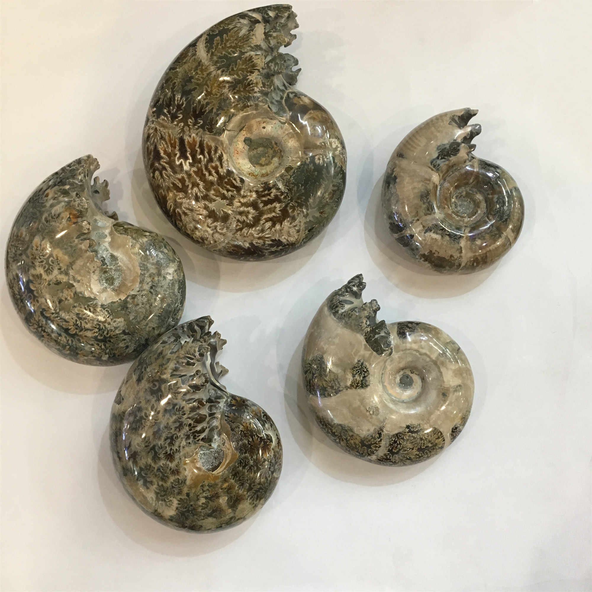 Natural Polished  Ammonite Chrysanthemum snail fossils for home decoration