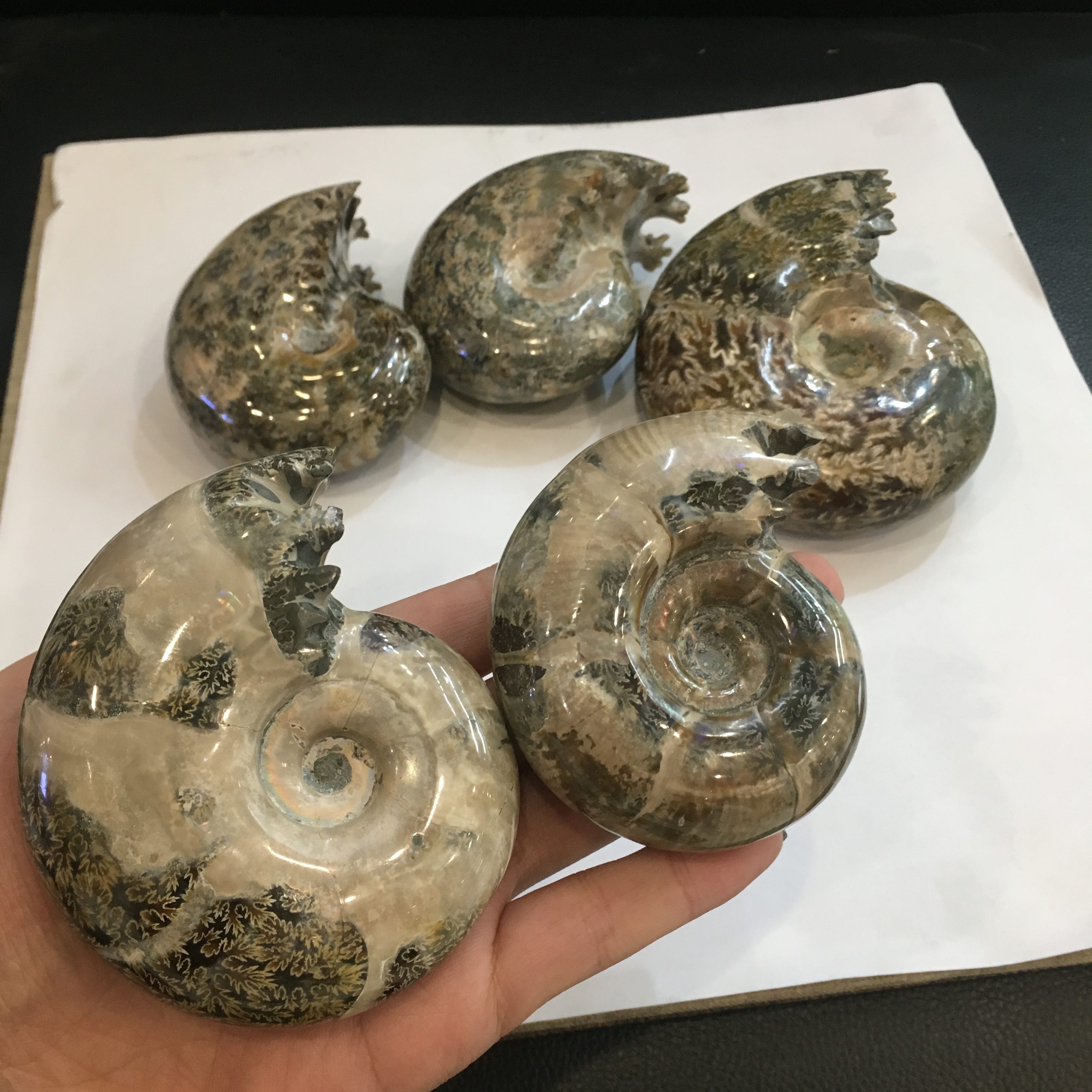 Natural Polished  Ammonite Chrysanthemum snail fossils for home decoration