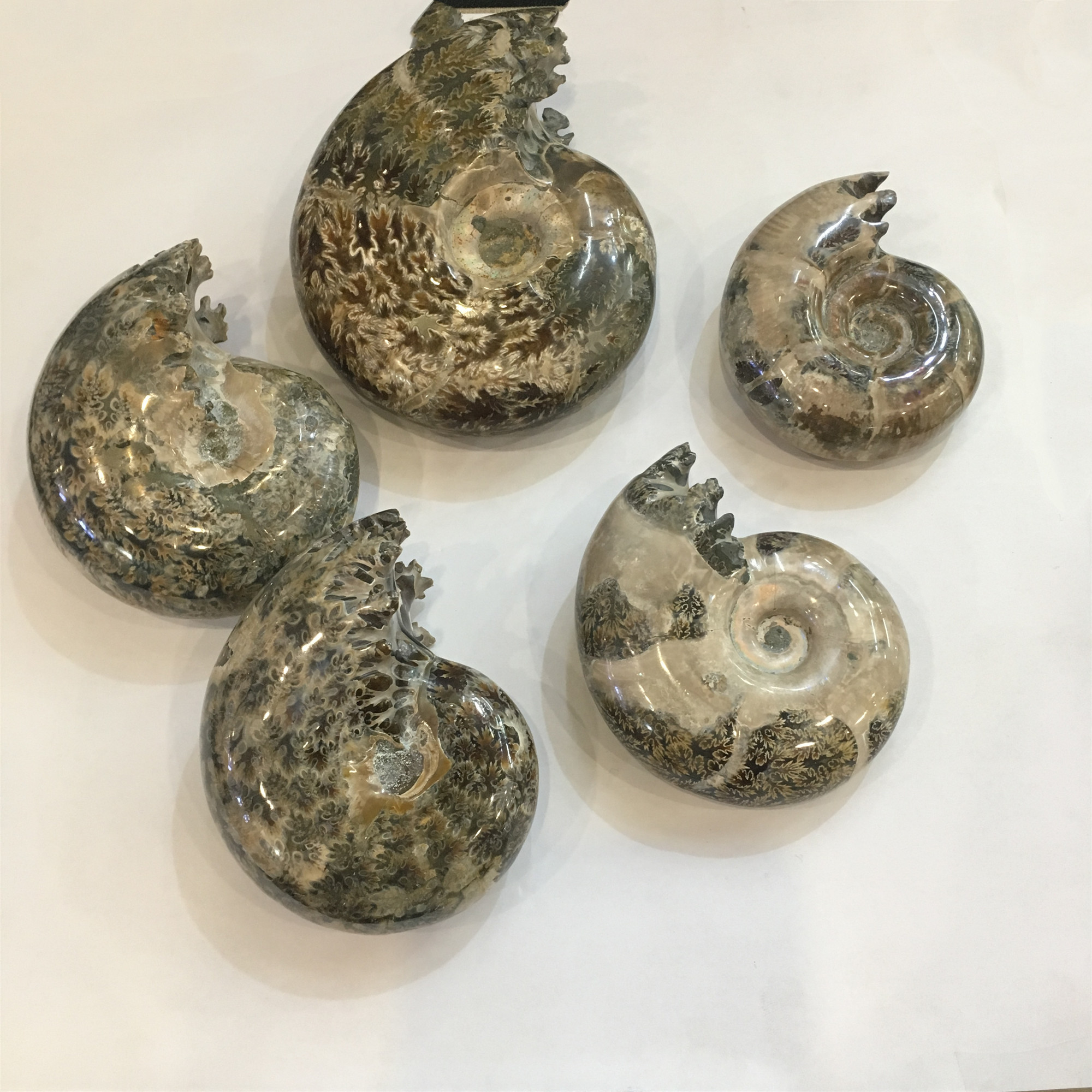 Natural Polished  Ammonite Chrysanthemum snail fossils for home decoration