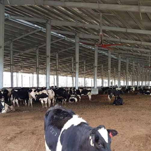 China Yinong offers new designs for chicken houses, goat and sheep sheds, and cow barns to enhance farming operations