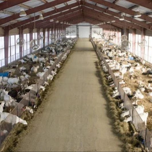 China Yinong Provides Cost-Effective Prefabricated Steel Structure Designs For Goat Farming, Cow Farm Sheds, And Cattle Sheds.