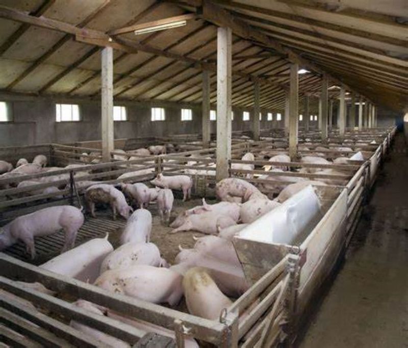 China Yinong offers new designs for chicken houses, goat and sheep sheds, and cow barns to enhance farming operations