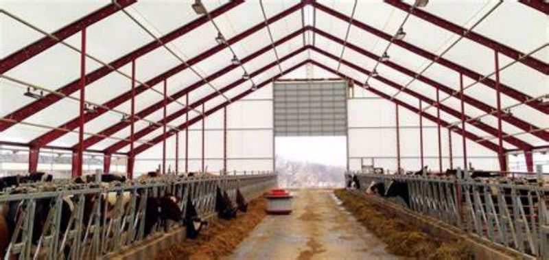 China Yinong Horse Shed Designs, Low-Cost Prefab Livestock Cattle Sheds, And Steel Structure Cattle Sheds For Farming.