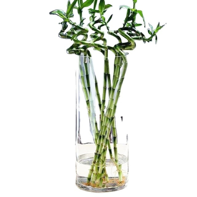 Wholesale Pragmatic Nordic Flower Glass Vase  Clear Elegant Cylinder Bubble Flower Arrangement Glass Vases For Home Decor