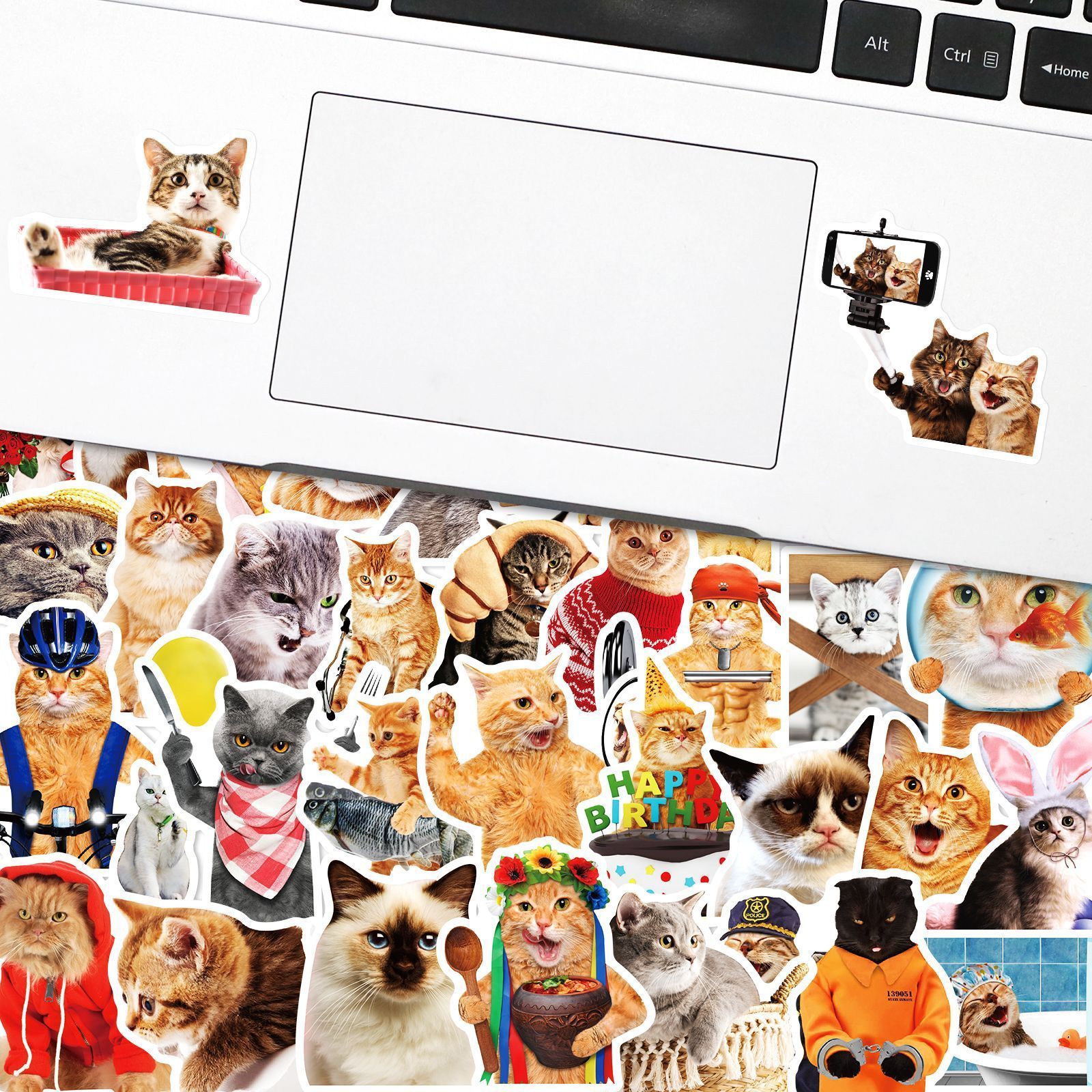 HOYO 50 Pcs/Pack Kawaii Cat Stickers, Burmese  Chartreux Cornish Rex Devon Rex Egyptian Mau Japanese Bobtail Cat Stickers Decals