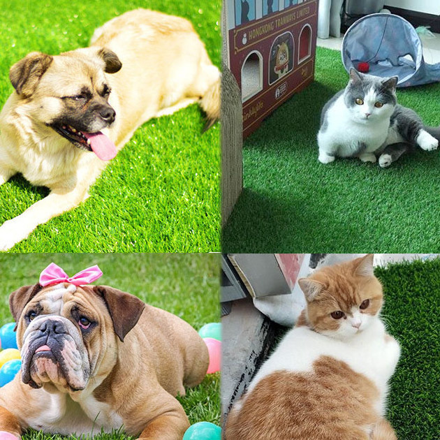 Aagrass Non Woven Friendly Cat Toilet Fake Pad Animals Synthetic Mat Artificial Pet Turf Dog Grass For Dogs Pets