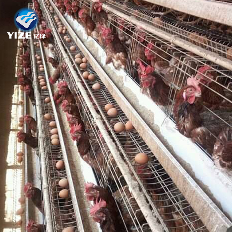 Farm Used Chicken Cages/layer Cheap Chicken Coops for Sale Competitive Price 10 Sets Cage Wooden Box or as Your Request Provided