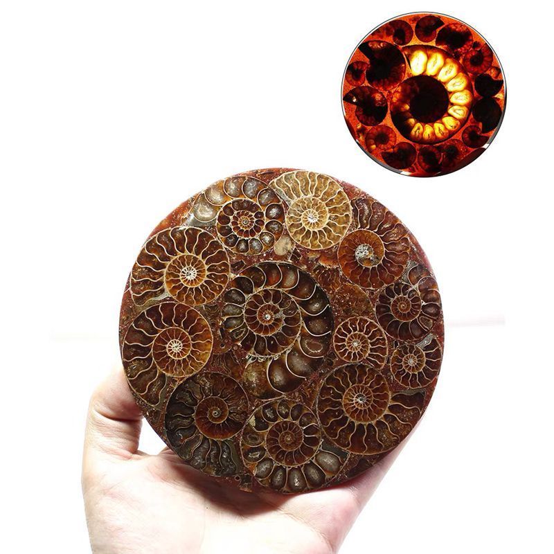 Wholesale natura conch fossil polished round slices ammonite fossil ornament for Home Decoration