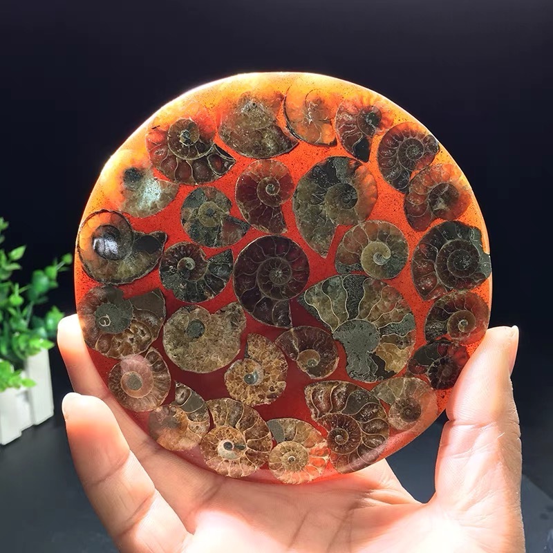 Wholesale natura conch fossil polished round slices ammonite fossil ornament for Home Decoration