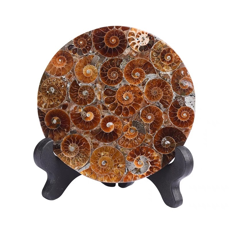 Wholesale natura conch fossil polished round slices ammonite fossil ornament for Home Decoration