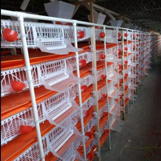 Hot Sale Layer Quail Cages / Commercial Quail Layer Cage